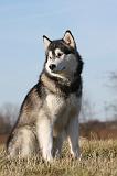 ALASKAN MALAMUTE 800